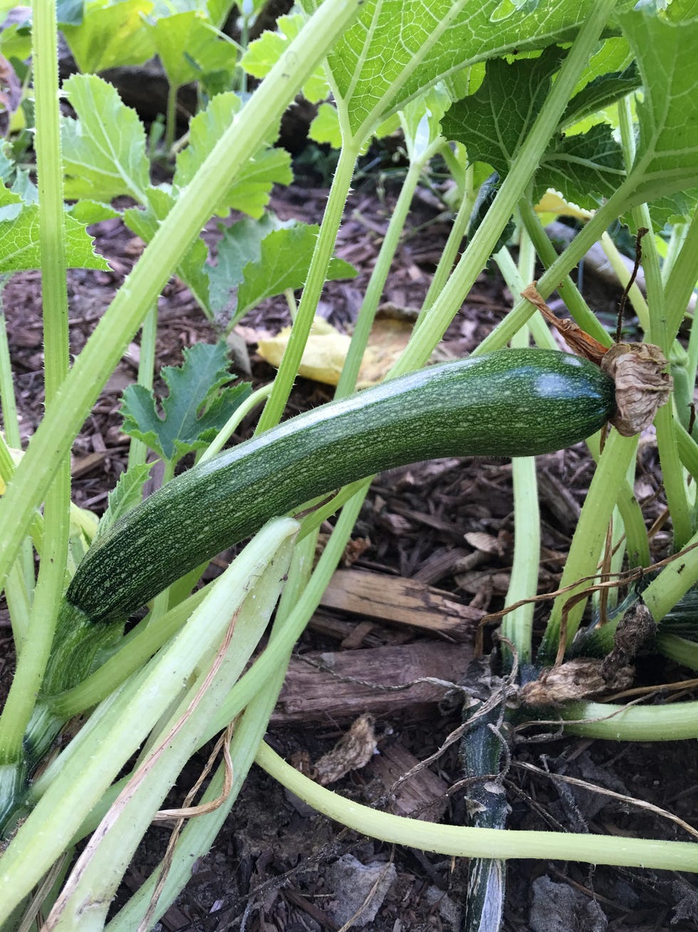 zucchini
