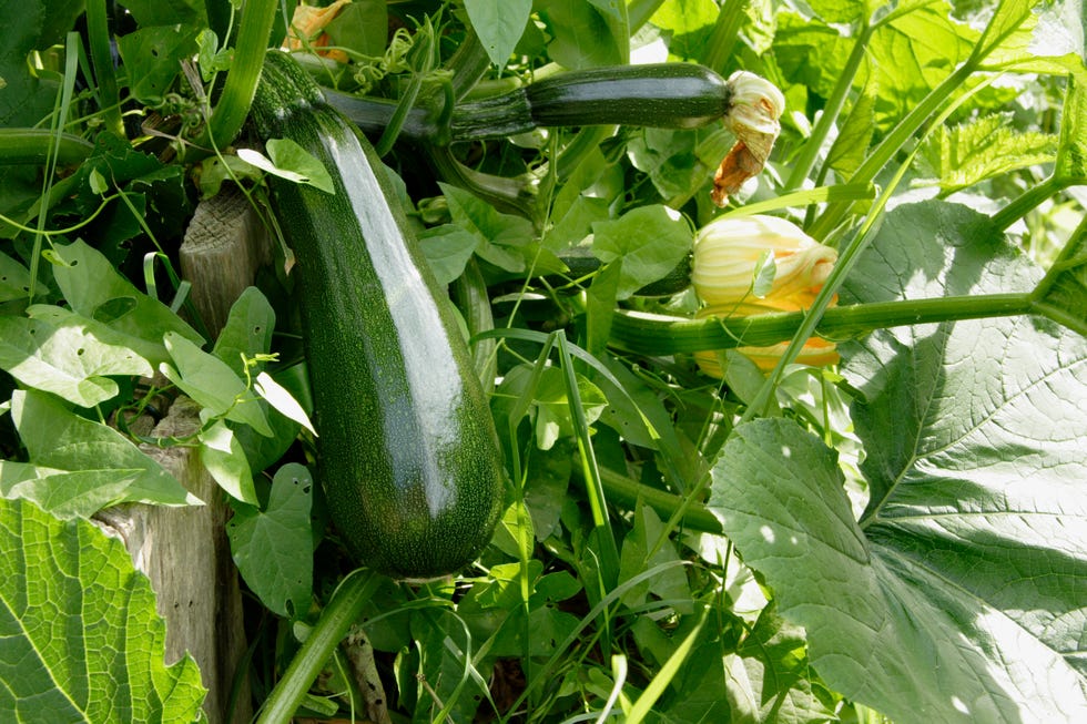 zuccini homegrown
