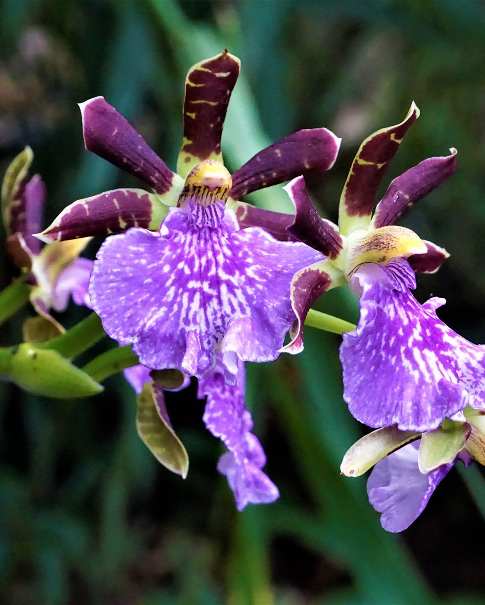 Top 10 Orchid Flower Plants - Types, Uses, And Maintenance – Plantlane