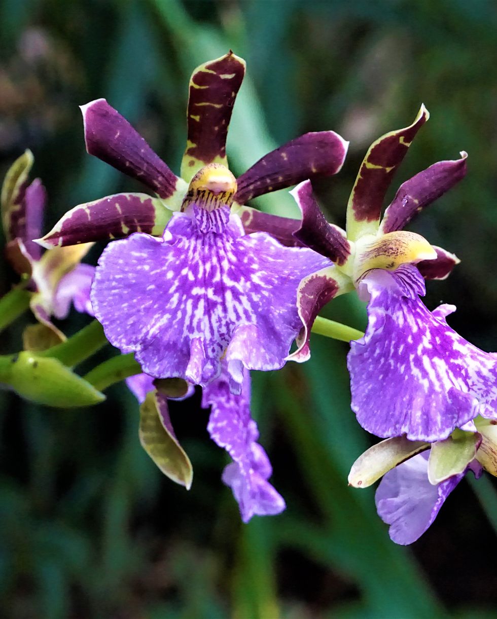 purple zygopetalum orchids