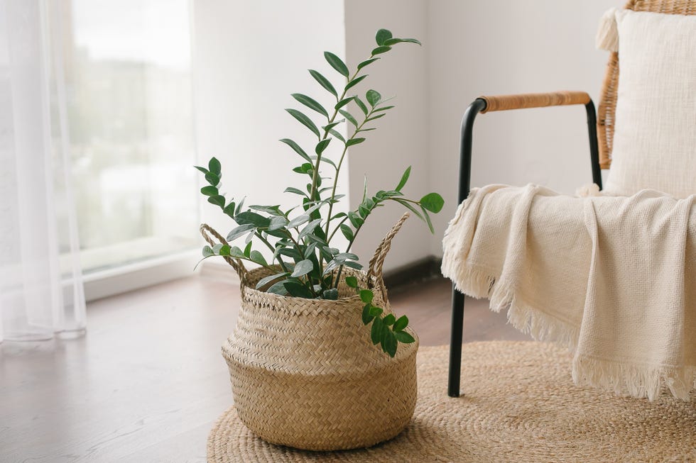 zanzibar gem, zz plant, zamioculcas zamifolia flowering plant on a light gray wall background copy space