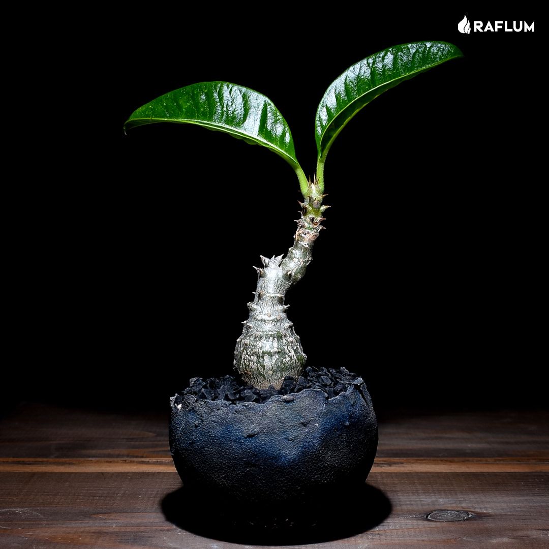 みやび鉢 縁欠け 限定品 塊根植物 コーデックス（Vivant Caudex