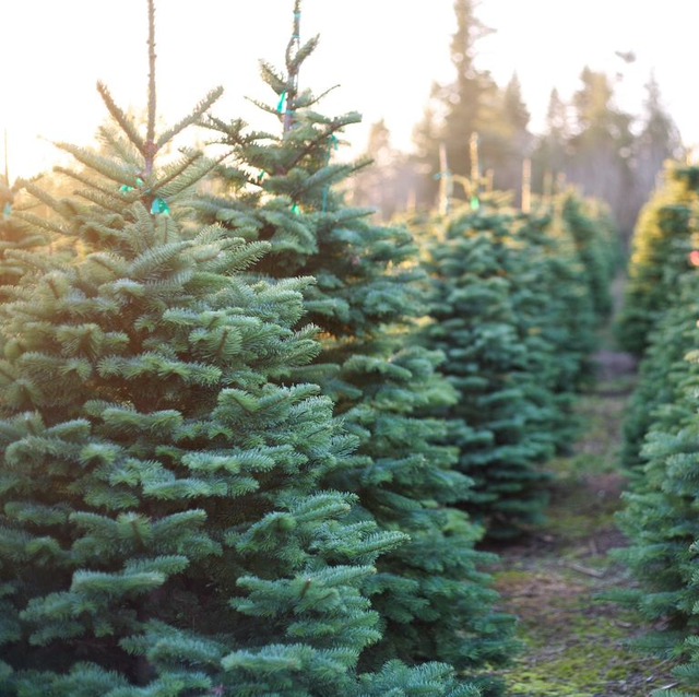 原因は？欧州各地で本物のクリスマスツリー「モミの木」の値段が高騰