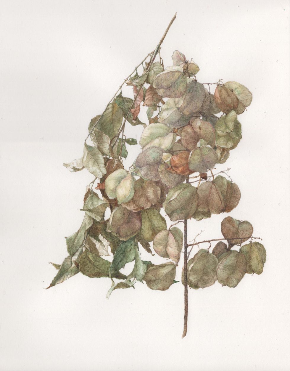 Watercolor paint, Plant, Grapevine family, Botany, Flower, Illustration, Leaf, Grape, Vitis, Tree, 