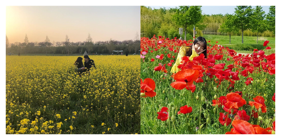People in nature, Flower, Field, Plant, Flowering plant, Natural landscape, Meadow, Coquelicot, Yellow, Spring, 