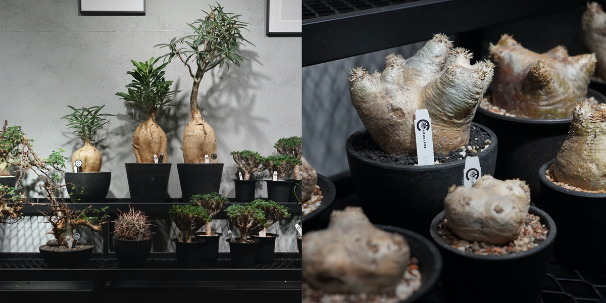 SL's Caudex 塊根植物園| 鐵甲丸原產南非，因外型像蘇鐵也叫蘇鐵大戟，表皮紋路像鎖鏈鐵甲一樣，看起來非常威武。 實生多肉植物、塊根植物、アガベなど、生産、卸売、輸出もやっています。  蘇鐵、龍舌蘭、鹿角蕨、塊根