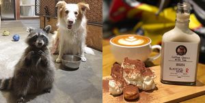 寵物友善咖啡廳,寵物咖啡廳,咖啡廳,咖啡廳推薦,浣熊,土撥鼠,特殊萌寵物咖啡廳