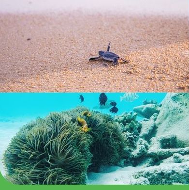 野放小海龜、復育珊瑚…全球「永續系」渡假村是他們！超深度行程讓你旅遊也能愛地球～