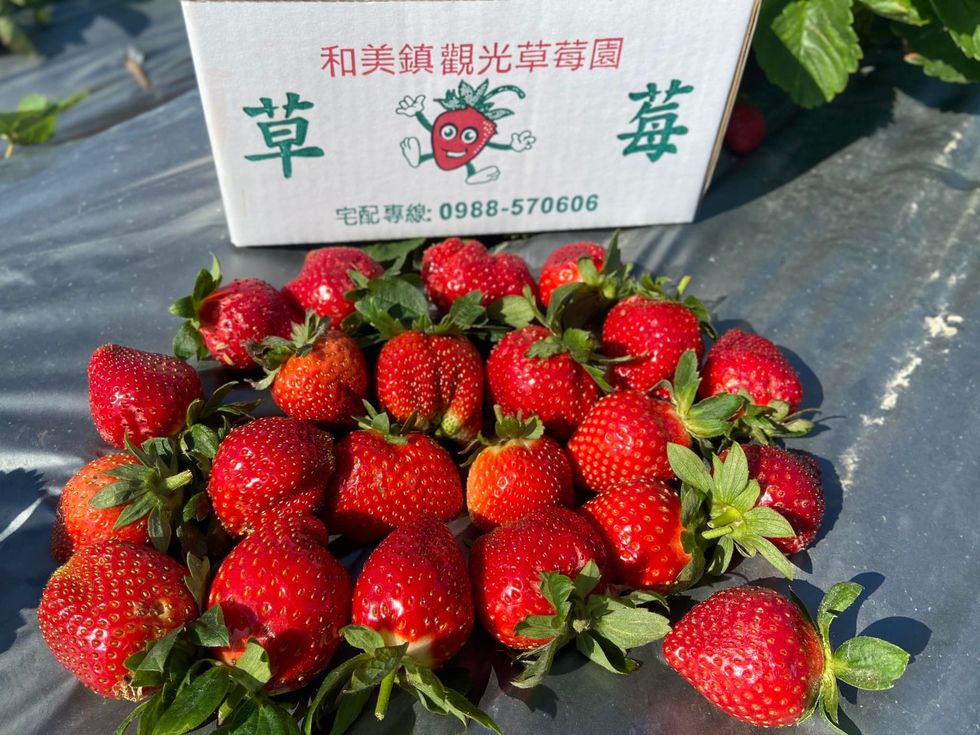 全台採草莓園推薦！台北內湖「鮮甜草莓」、苗栗大湖「牛奶草莓」＋diy自製果醬、甜點草莓控必朝聖