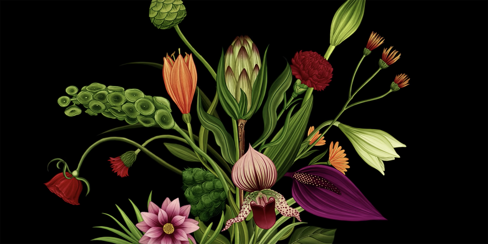 Flower, Flowering plant, Plant, Botany, Leaf, Petal, Illustration, Anthurium, Floral design, Alstroemeriaceae, 