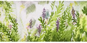 Flower, Lavender, Plant, Watercolor paint, Violet, Flowering plant, Botany, Vascular plant, Lavender, Lavandula dentata, 