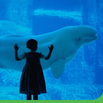海洋館的「它們」其實不快樂！南韓政府將水族館飼養的海豚全數放回大海，圈養鯨豚有望走入韓國歷史