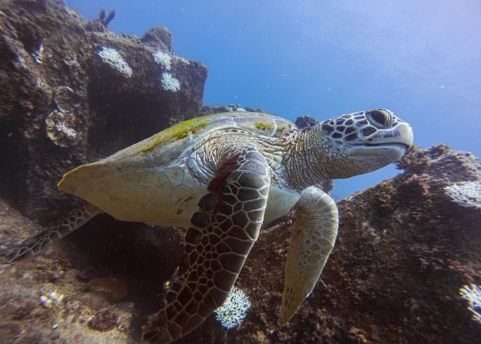 潛入海中幸運還能與瀕臨絕種的綠蠵龜