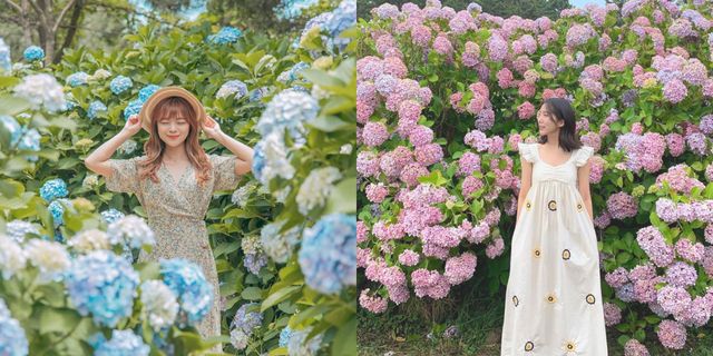 盤點韓國濟州島5大繡球花名所！在繽紛花海中拍出浪漫美照不是夢