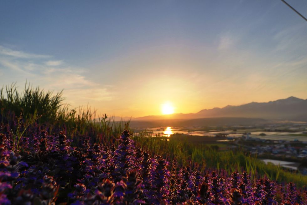 收藏北海道 5 處絕美花海：富良野薰衣草、向日葵、鬱金香一次看