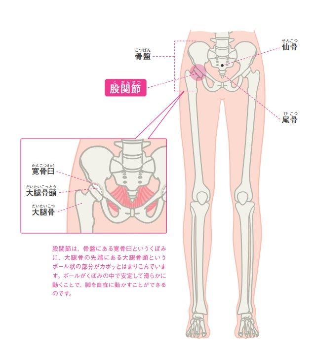 股関節の説明