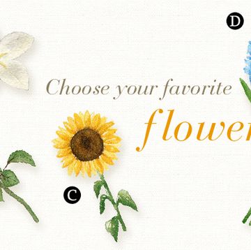 Flower, Plant, Botany, Font, Flowering plant, Greeting, Delphinium, Wildflower, 