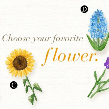 Flower, Plant, Botany, Font, Flowering plant, Greeting, Delphinium, Wildflower, 