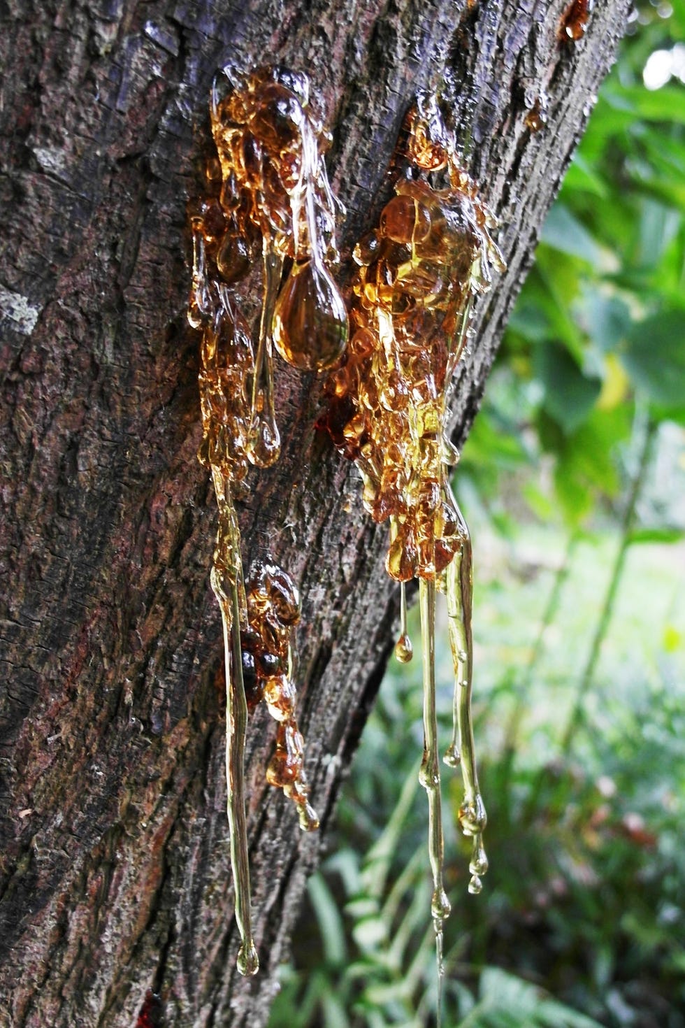 Tree, Plant, shellbark hickory, sweet birch, Trunk, River Birch, Birch family, Canoe birch, Plant stem, 