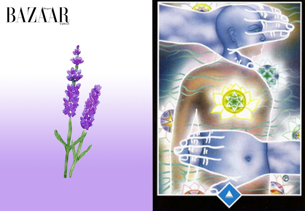 Lavender, Purple, Violet, Flower, Organism, Plant, Joint, Lavender, Wildflower, 