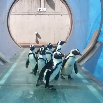 日本橫濱八景島水族館企鵝散步