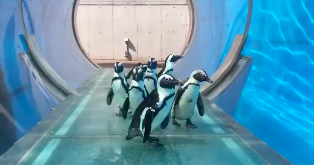 日本橫濱八景島水族館企鵝散步