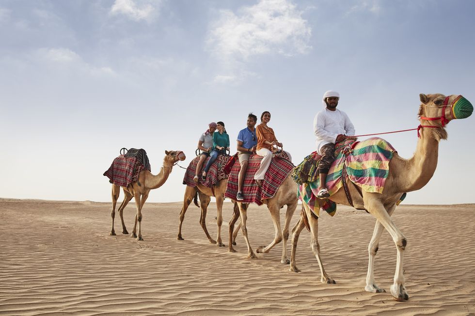 Camel, Camelid, Arabian camel, Mammal, Mode of transport, Natural environment, Desert, Sand, Landscape, Adaptation, 
