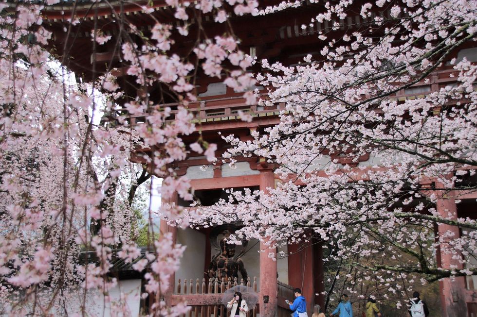 a group of people walking around a building with pink blossoms on it