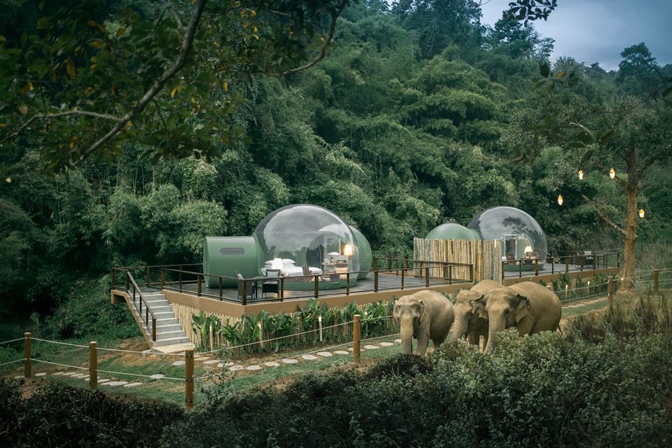 體驗在雨林和大象共眠！泰國安納塔拉度假酒店推出「雨林泡泡」豪華露營