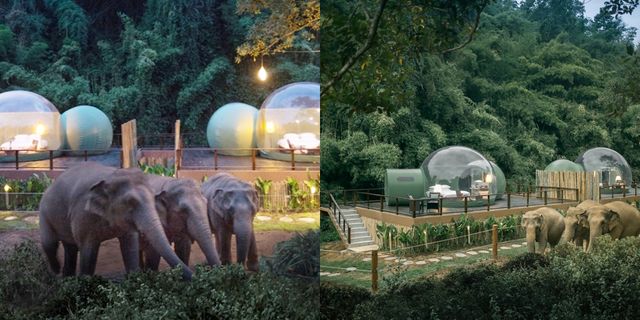 體驗在雨林和大象共眠！泰國安納塔拉度假酒店推出「雨林泡泡」豪華露營