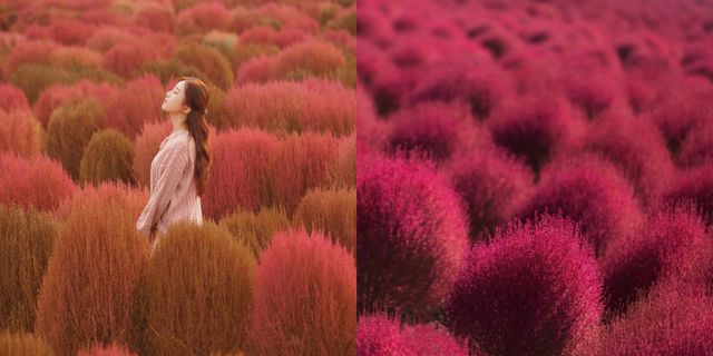 韓國秋季限定5個「波波草、黛子草」仙境景點推薦！置身粉紫色花海唯美又浪漫