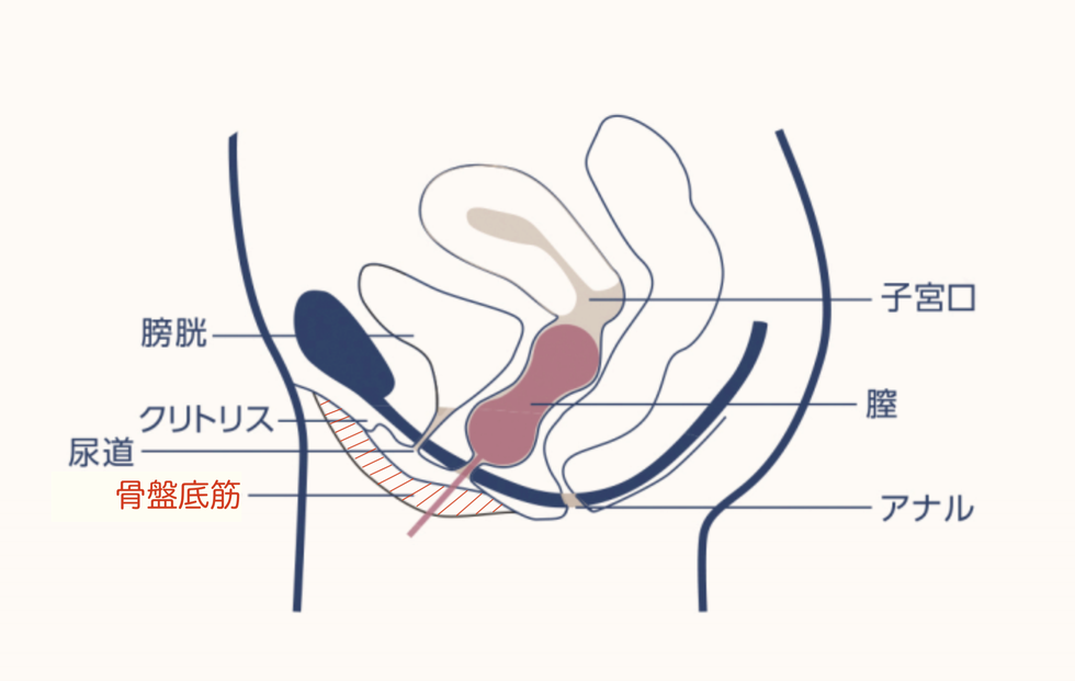 初心者向け】腟トレの効果的なやり方とは？ 腟トレグッズ「インナー