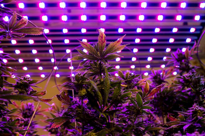 Cannabis&#x20;grows&#x20;underneath&#x20;LED&#x20;lighting&#x20;in&#x20;Seattle,&#x20;Washington.