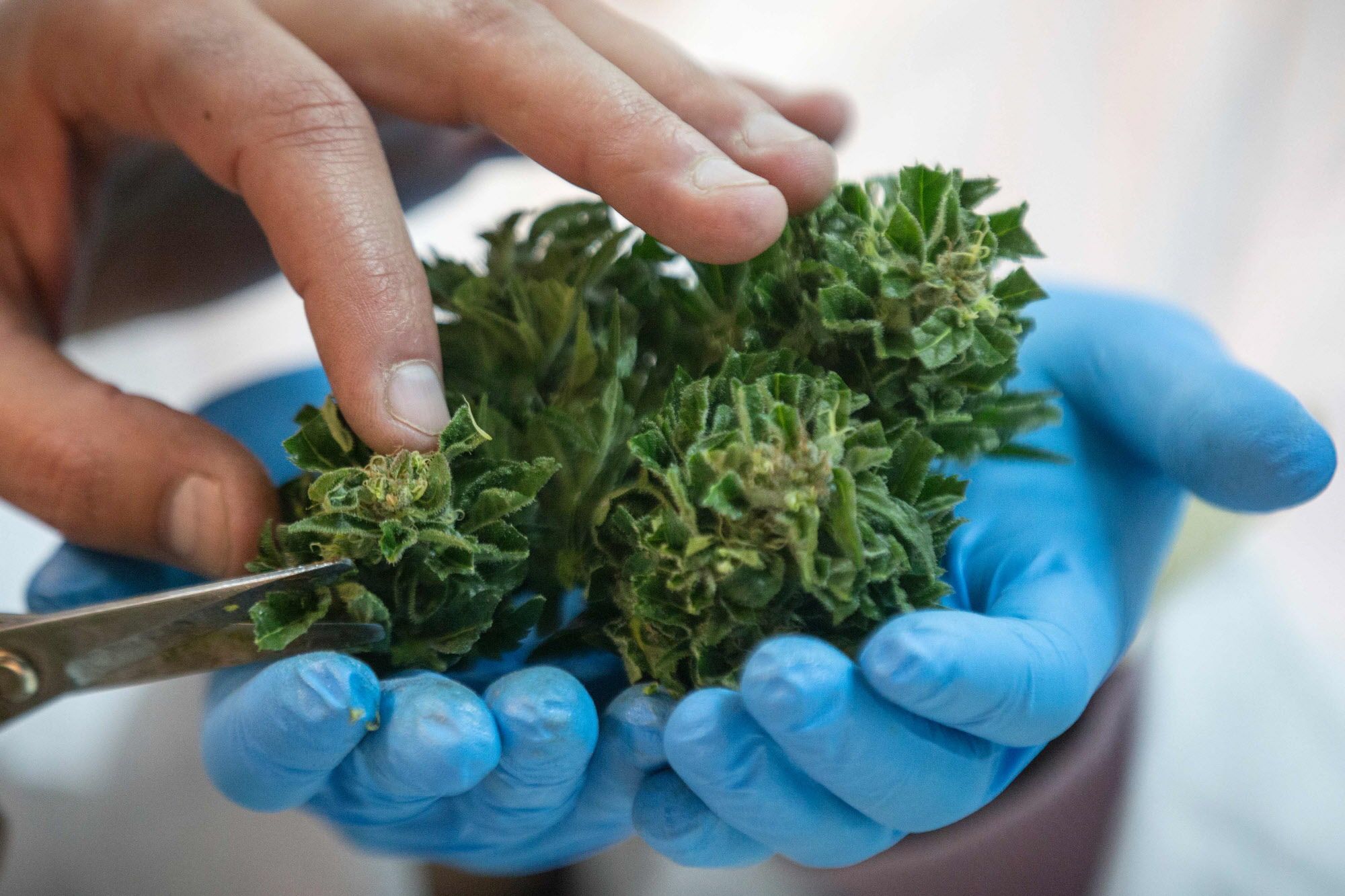 Cancer: Can Cannabis Really Cure It? | Marijuana & Cancer | GreenState ...