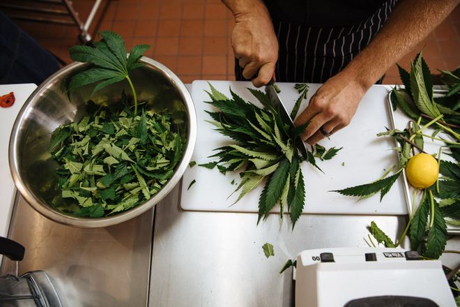 Payton Curry, founder of Flourish Cannabis, prepares to juice marijuana leaves, which will be served at their Cannavore Dining event in San Francisco, Calif. Tuesday, August 8, 2017. Photo: Mason Trinca