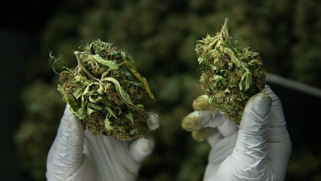 Processor Calvin Lee shows a regular dried bud (left) and one trimmed by a trimming machine (right) as he works a trimming machine at Butterbrand Farms on Friday, August 18, 2017, in San Francisco, Calif. SOURCE: Liz Hafalia