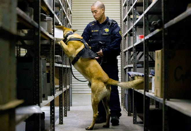 Alameda County sheriff’s deputy Wesley Chea and his dog Denny search for drugs during narcotics K-9 training at the Oakland International Airport on Thursday, May 11, 2017, in Oakland, Calif. The dogs and the handlers are training to spot many types of drugs, excluding marijuana. Amid legalization of marijuana, California’s current pot-sniffing K-9s face retirement. Photo by: Santiago Mejia