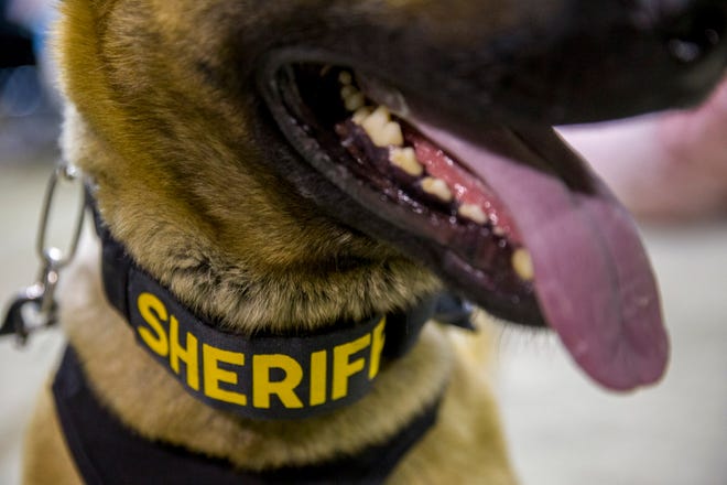 Denny&#x20;sits&#x20;for&#x20;portrait&#x20;during&#x20;narcotics&#x20;K-9&#x20;training&#x20;at&#x20;the&#x20;Oakland&#x20;International&#x20;Airport&#x20;on&#x20;Thursday,&#x20;May&#x20;11,&#x20;2017,&#x20;in&#x20;Oakland,&#x20;Calif.&#x20;The&#x20;dogs&#x20;and&#x20;the&#x20;handlers&#x20;are&#x20;training&#x20;to&#x20;spot&#x20;many&#x20;types&#x20;of&#x20;drugs,&#x20;excluding&#x20;marijuana.&#x20;Amid&#x20;legalization&#x20;of&#x20;marijuana,&#x20;California&#x27;s&#x20;current&#x20;pot-sniffing&#x20;K-9s&#x20;face&#x20;retirement.