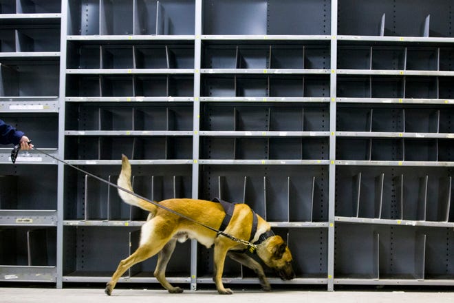 Denny the dog sniffs out drugs while handled by Alameda County sheriff’s deputy Wesley Chea during narcotics K-9 training at the Oakland International Airport on Thursday, May 11, 2017, in Oakland, Calif. The dogs and the handlers are training to spot many types of drugs, excluding marijuana. Amid legalization of marijuana, California’s current pot-sniffing K-9s face retirement. Photo by: Santiago Mejia