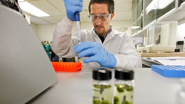 Technician Mark Raber prepares marijuana samples to be analyzed for potency and purity at the Werc Shop on December 16, 2011. (Mel Melcon/Los Angeles Times)