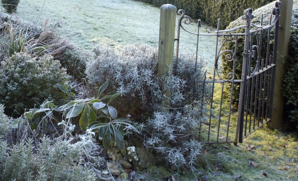 Plant, Shrub, Freezing, Winter, Groundcover, Subshrub, Frost, Home fencing, Snow, Fence, 