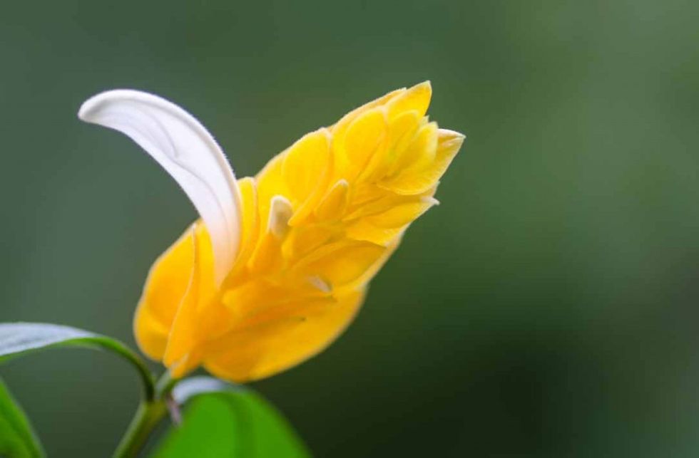Petal, Yellow, Flower, Botany, Flowering plant, Close-up, Photography, Pedicel, Macro photography, Spring, 