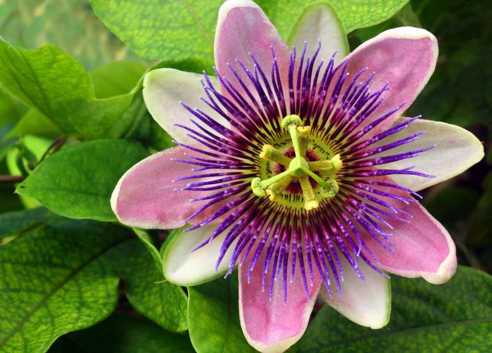 Plant, Flower, Purple, Leaf, Flowering plant, Violet, Terrestrial plant, Passion flower family, Purple passionflower, Passion flower, 