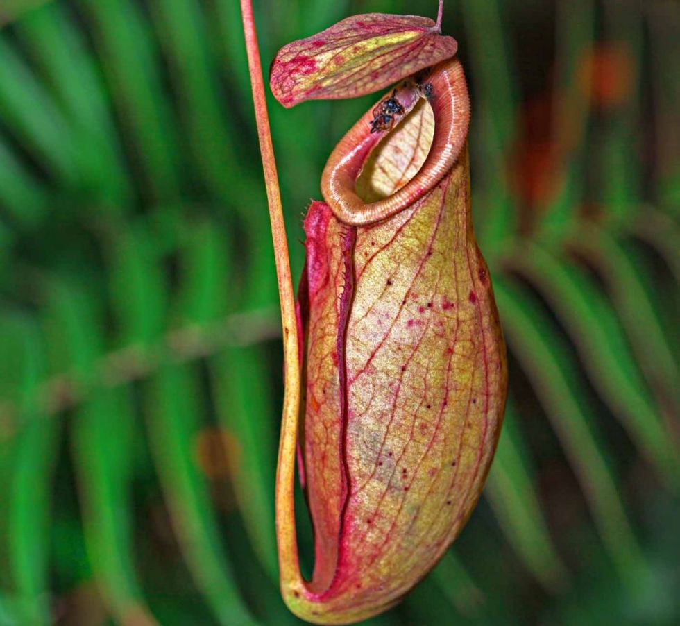 Pitcher plant, Leaf, Magenta, Botany, Terrestrial plant, Flowering plant, Maroon, Nepenthes, Macro photography, Plant stem, 