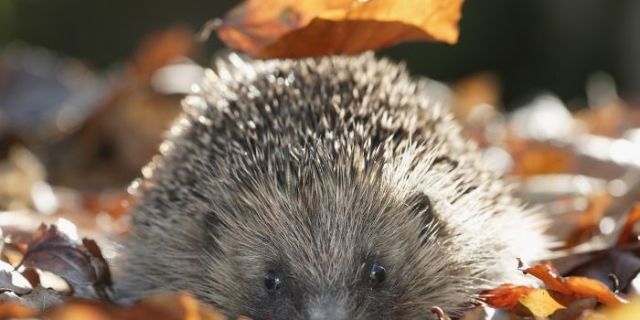 Make your garden wildlife friendly this winter