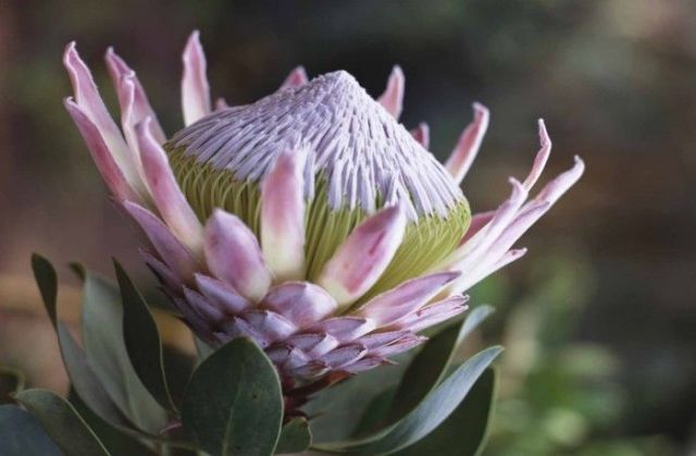 Plant, Petal, Flower, Pink, Botany, Flowering plant, giant protea, Purple, Macro photography, Protea, 