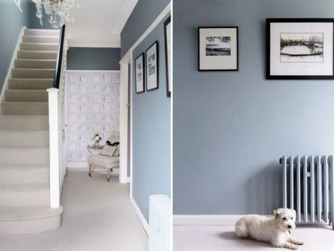 Stairs, Dog breed, Room, Floor, Interior design, Dog, Flooring, Wall, Home, Carnivore, 