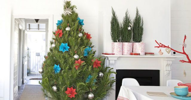 how to care for your potted christmas tree potted christmas plant