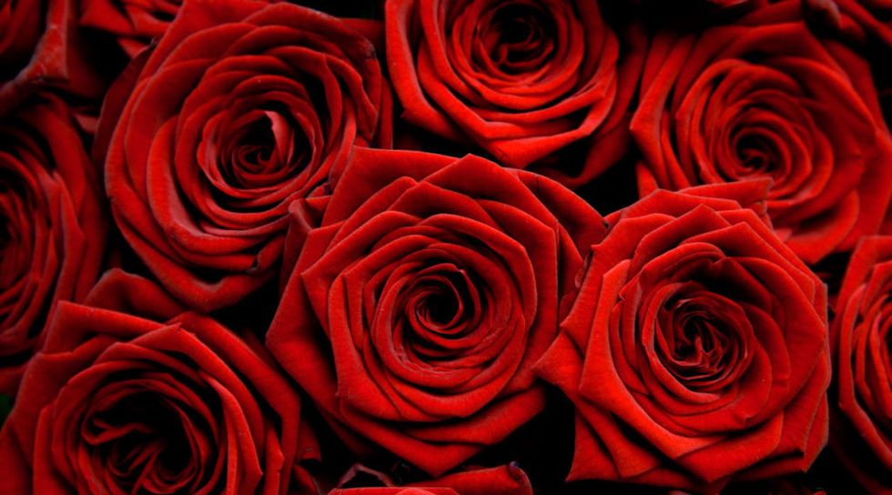 dark-red-roses