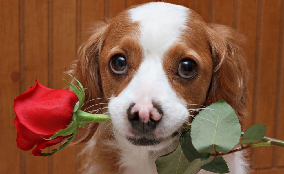 dog-with-red-rose